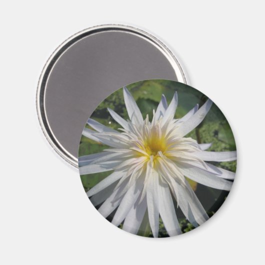 Cactus Jack Magneet (Voorkant / Achterkant)