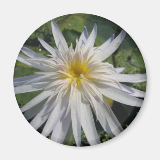 Cactus Jack Magneet (Voorkant)