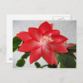 Cactus, kerstcactus feestdagenkaart (Voorkant / Achterkant)