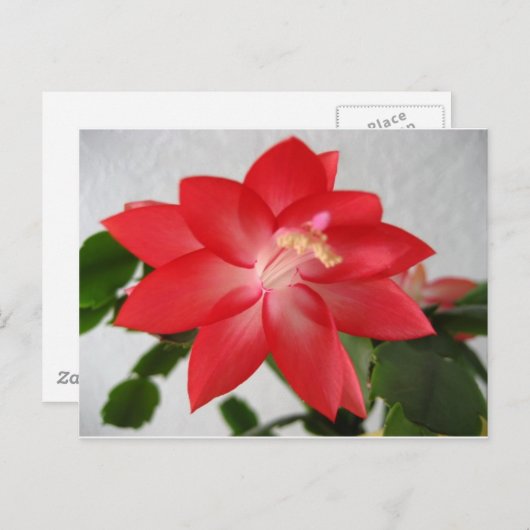 Cactus, kerstcactus feestdagenkaart (Voorkant / Achterkant)