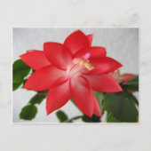 Cactus, kerstcactus feestdagenkaart (Voorkant)