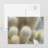 Cactus-kleurenlijnen Briefkaart (Voorkant / Achterkant)