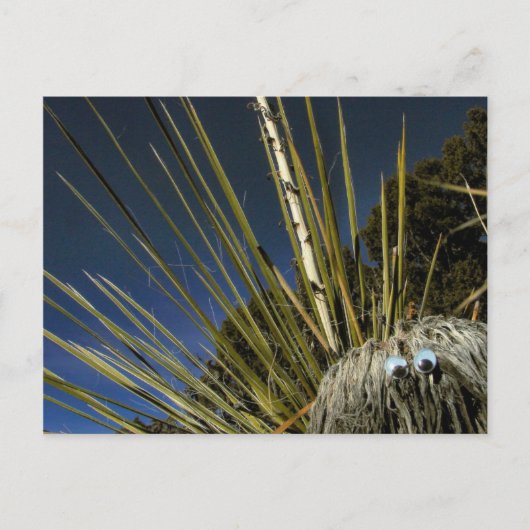 cactus maatje #1 briefkaart (Voorkant)