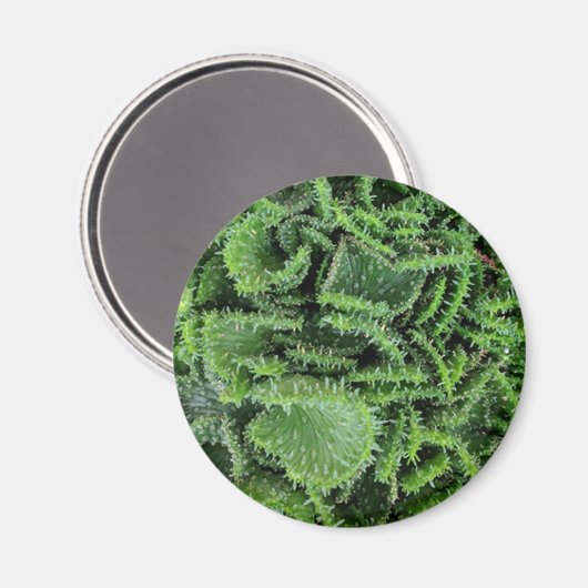 Cactus Magneet (Voorkant / Achterkant)