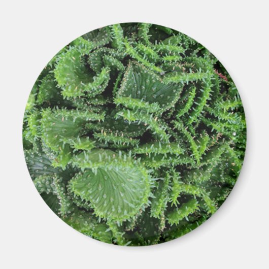 Cactus Magneet (Voorkant)