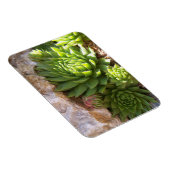 Cactus Magnet Magneet (Rechterzijde)