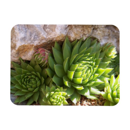 Cactus Magnet Magneet (Horizontaal)