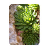 Cactus Magnet Magneet (Verticaal)