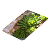 Cactus Magnet Magneet (Linkerzijde)