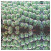 Cactus met groene loop stof (Close Up)
