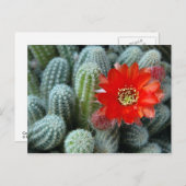 Cactus met Oranje ventilator Briefkaart (Voorkant / Achterkant)
