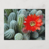 Cactus met Oranje ventilator Briefkaart (Voorkant)