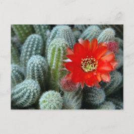Cactus met Oranje ventilator Briefkaart