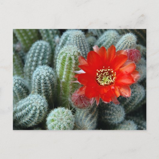 Cactus met Oranje ventilator Briefkaart (Voorkant)