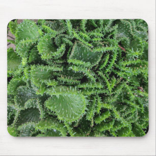 Cactus Muismat