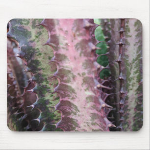 Cactus Muismat