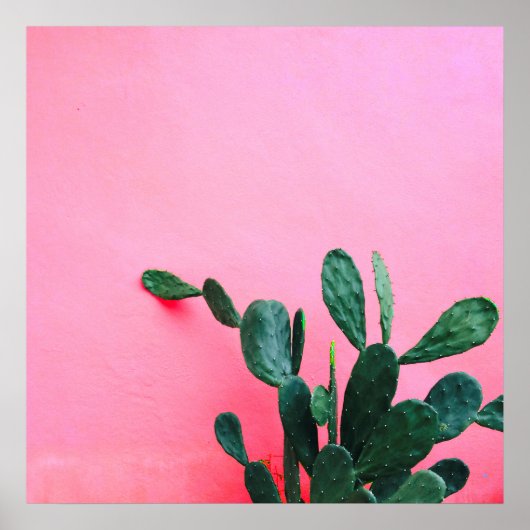 Cactus op roze achtergrond poster (Voorkant)
