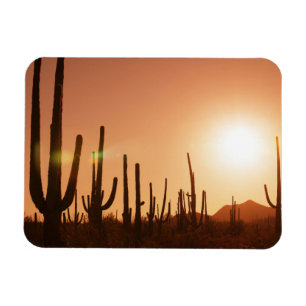 Cactus op woestijn magneet