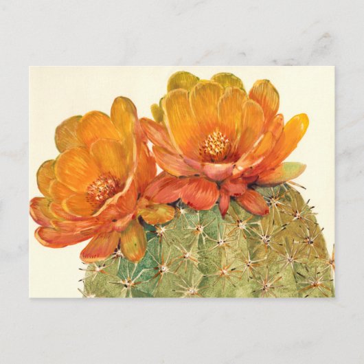 Cactus Oranje bloesems Briefkaart (Voorkant)