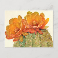 Cactus Oranje bloesems