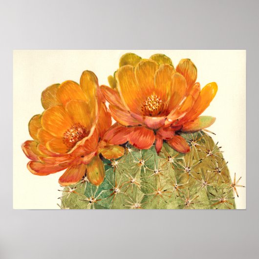 Cactus Oranje bloesems Poster (Voorkant)