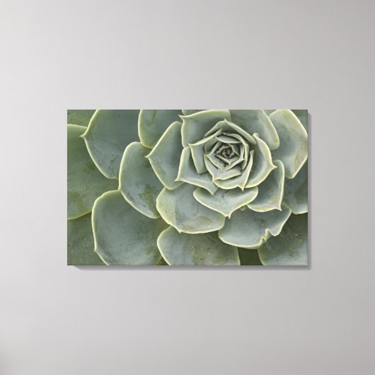 Cactus-patroon Canvas Afdruk (Voorkant)