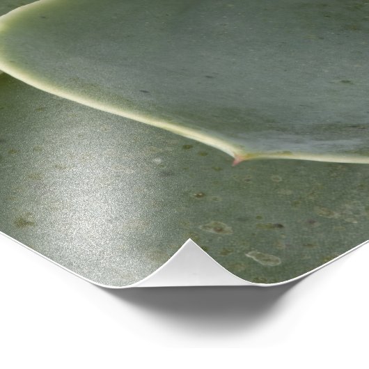 Cactus-patroon Foto Afdruk (Hoek)