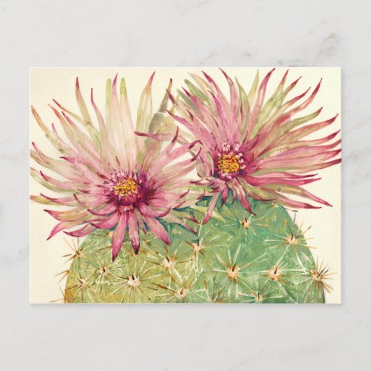 Cactus Pink Blossom Briefkaart (Voorkant)