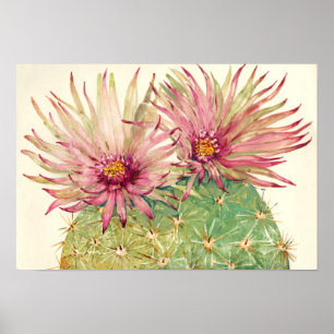 Cactus Pink Blossom Poster