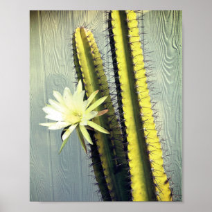 Cactus-Plant met Natuur van blokfoto's Poster