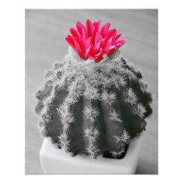 Cactus Plant zwart wit foto met roze bloem Afdruk