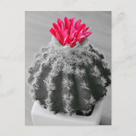 Cactus Plant zwart wit foto met roze bloem Briefkaart (Voorkant)
