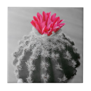 Cactus Plant zwart wit foto met roze bloem Tegeltje