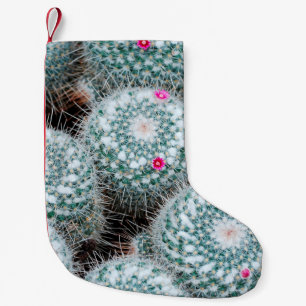 Cactus-Planten met kleine roze bloemen Kerstsok