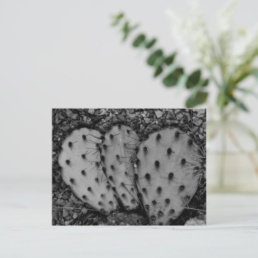 Cactus Portret B/W Foto Briefkaart (Staand voorkant)
