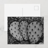 Cactus Portret B/W Foto Briefkaart (Voorkant / Achterkant)