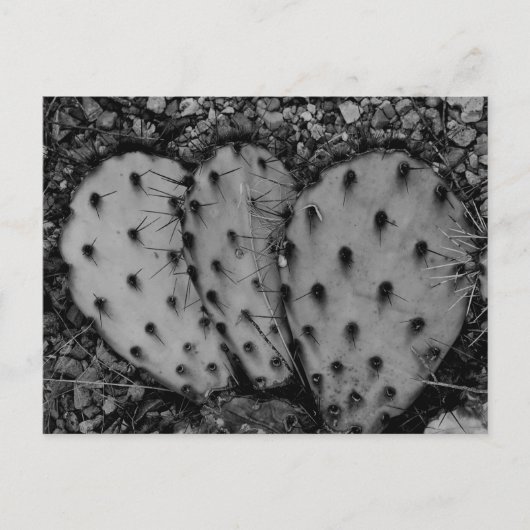 Cactus Portret B/W Foto Briefkaart (Voorkant)