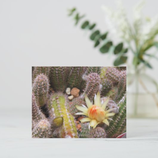 Cactus：Postcard Briefkaart (Staand voorkant)