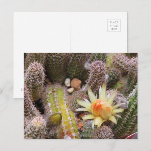 Cactus：Postcard Briefkaart (Voorkant / Achterkant)