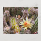 Cactus:Postcard Briefkaart (Voorkant)