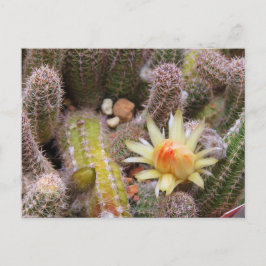 Cactus：Postcard Briefkaart