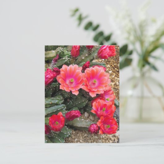 Cactus：Postcard Briefkaart (Staand voorkant)