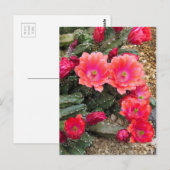 Cactus：Postcard Briefkaart (Voorkant / Achterkant)