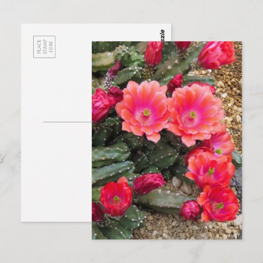 Cactus：Postcard Briefkaart (Voorkant / Achterkant)