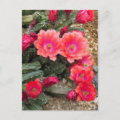 Cactus：Postcard Briefkaart (Voorkant)