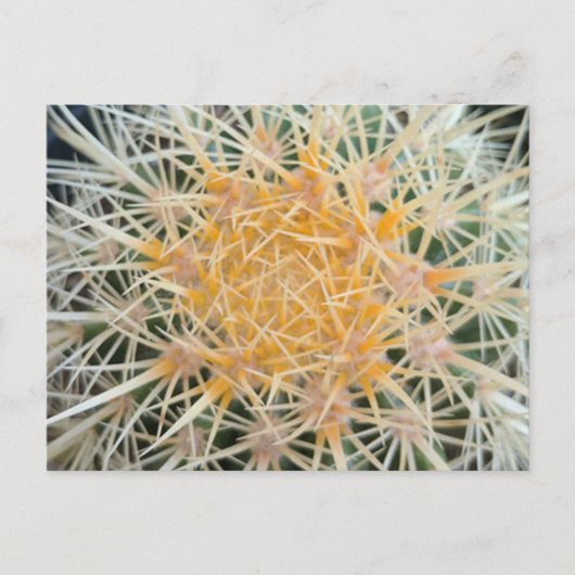 Cactus Postcard Briefkaart (Voorkant)