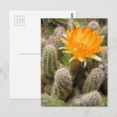 Cactus:Postcard Briefkaart (Voorkant / Achterkant)