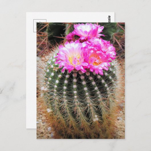 Cactus：Postcard Briefkaart (Voorkant / Achterkant)