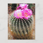 Cactus：Postcard Briefkaart (Voorkant)