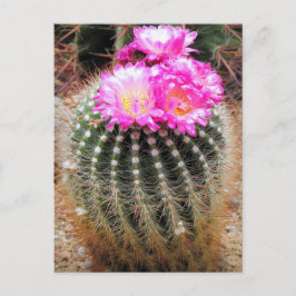Cactus：Postcard Briefkaart
